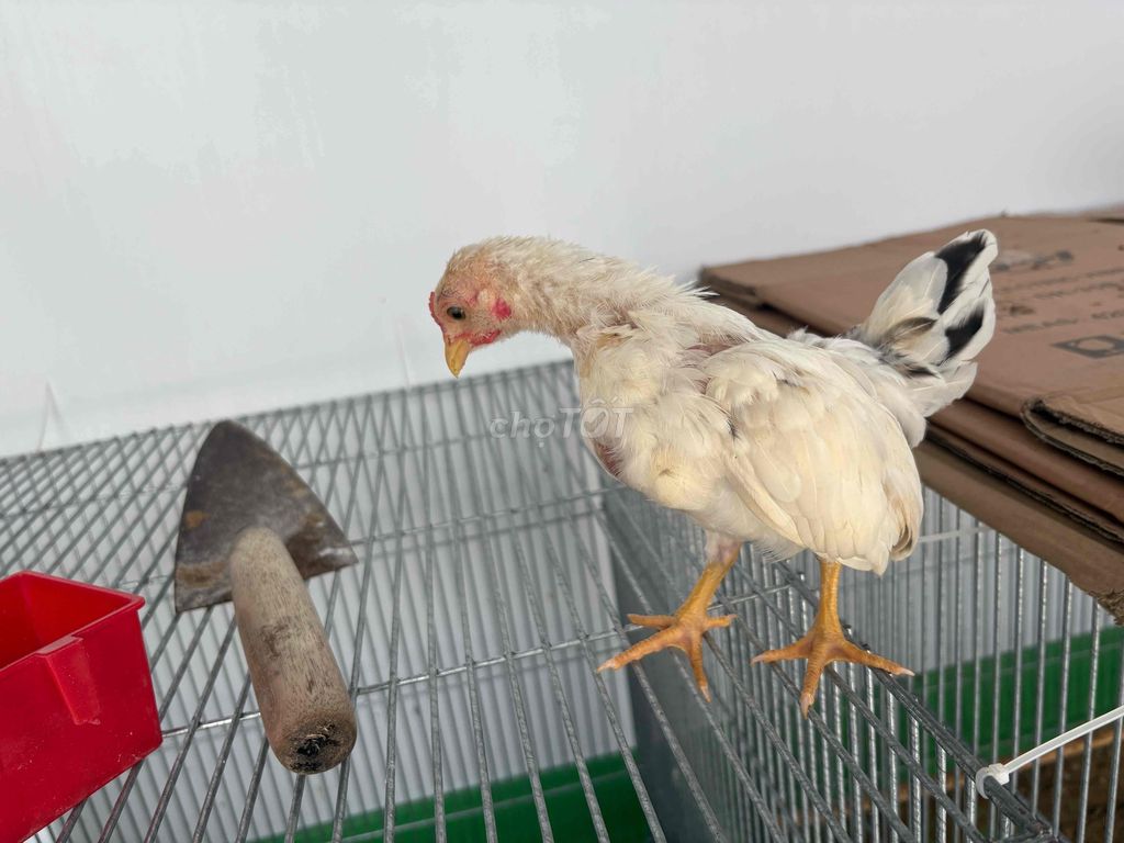 Gà tre bắc. Mua bán Gà tại Quận Bình Tân Tp Hồ Chí Minh được đăng bởi mr.lộc hình 1