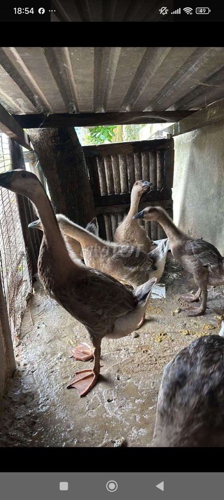 bầy Ngỗng sư tử . Mua bán Thú cưng khác tại Huyện Củ Chi Tp Hồ Chí Minh được đăng bởi Thuan hình 1