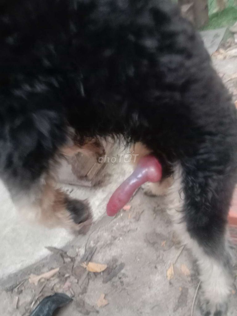 Chó Poodle Đực Phantom. Mua bán Chó tại Huyện Bình Chánh Tp Hồ Chí Minh được đăng bởi Lê Hoàng Minh hình 1