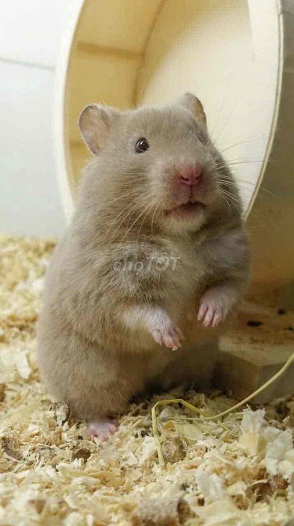 Hamster bear nâu. Mua bán Thú cưng khác tại Quận Gò Vấp Tp Hồ Chí Minh được đăng bởi Hamusuta  hình 1
