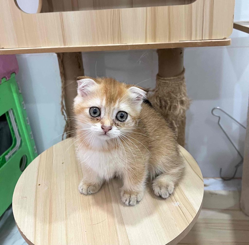 Mèo golden chân ngắn - tai cụp. Mua bán Mèo tại Quận 8 Tp Hồ Chí Minh được đăng bởi Tuyền Đoàn hình 5