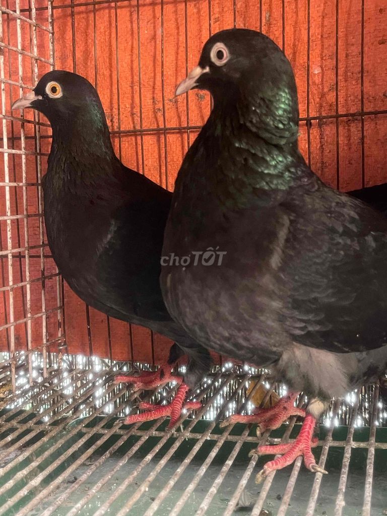 Chim bồ câu đang ss tốt. Mua bán Chim tại Quận Gò Vấp Tp Hồ Chí Minh được đăng bởi Nguyễn Đăng hình 1