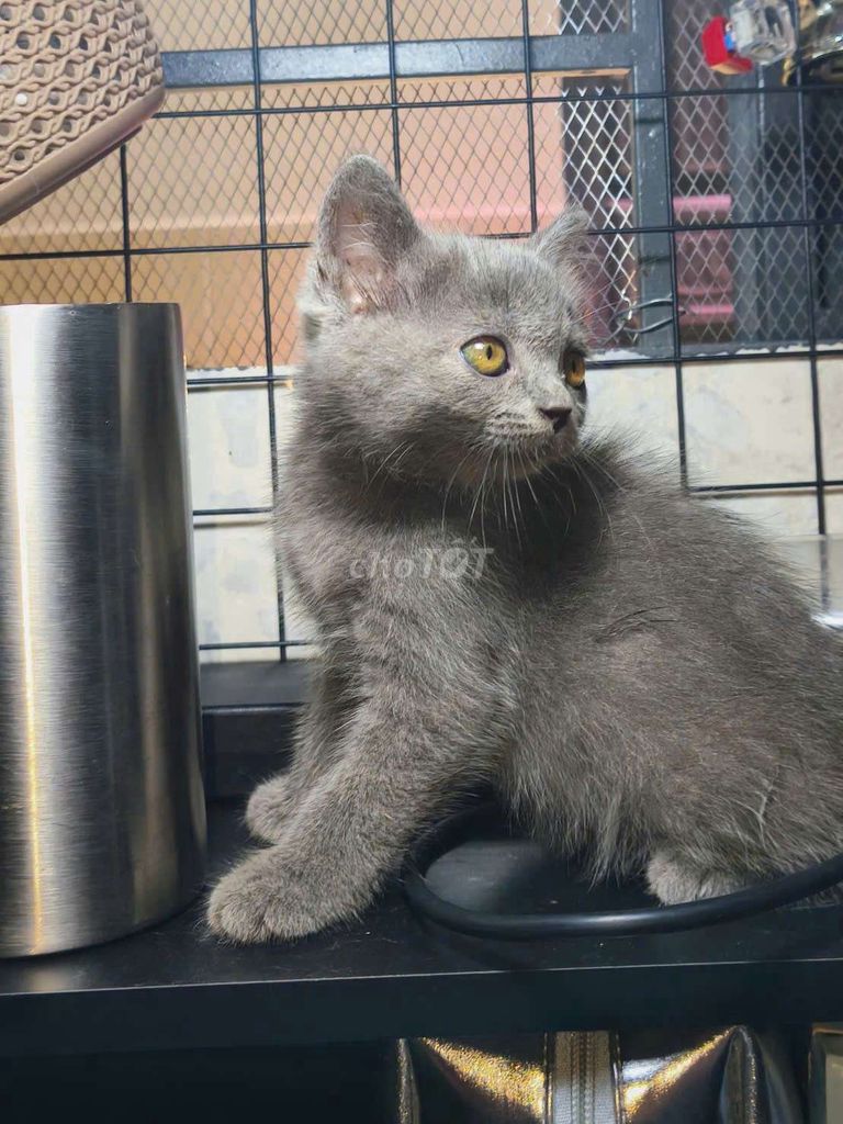 Mèo Anh lông ngắn Cái Xám. Mua bán Mèo tại Thành phố Thuận An Bình Dương được đăng bởi Nguyễn Tân hình 1