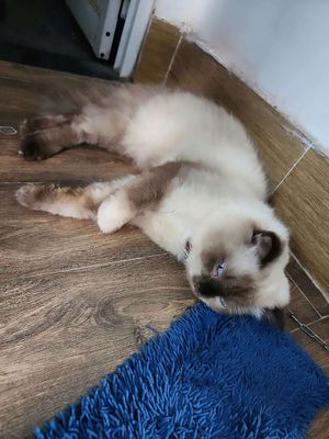 Hy Ma Màu Sửa mắt Xanh Dương, Ngoan hiền dể nuôi