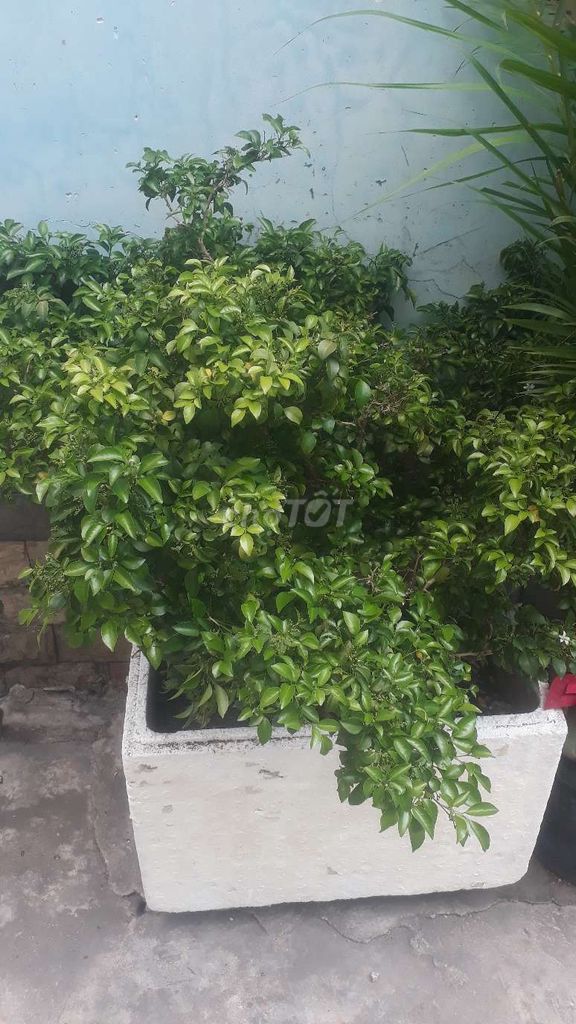 Cây Nguyệt Quế 90cm Đang Ra Hoa. Mua bán Cây cảnh, đồ trang trí tại Quận Bình Thạnh Tp Hồ Chí Minh được đăng bởi Ng minh tri hình 1