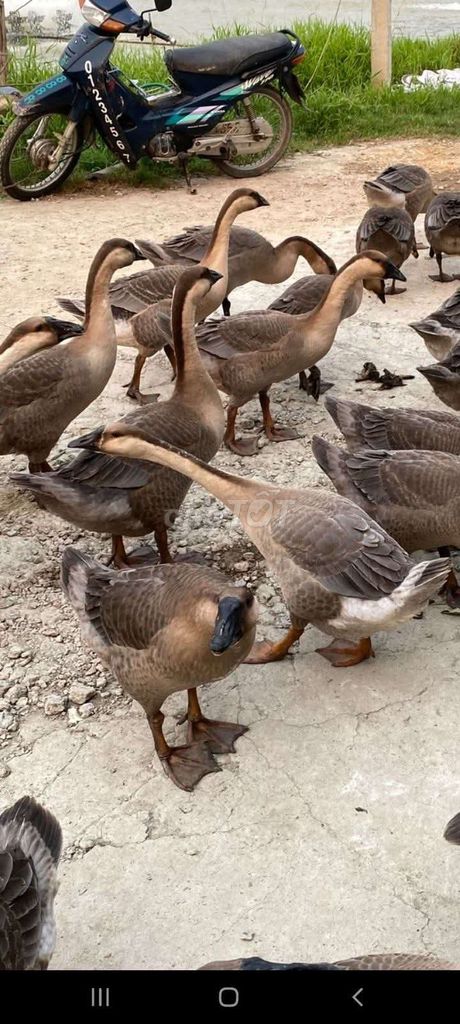 Ngỗng Nâu 5kg. Mua bán Thú cưng khác tại Quận Long Biên Hà Nội được đăng bởi tổng kho gia dụng  hình 1