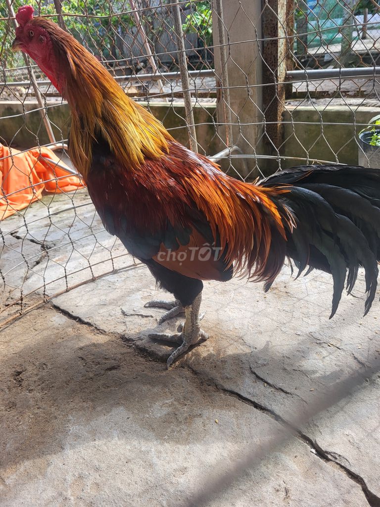 Nghỉ nuôi thành lý nọc 3k950