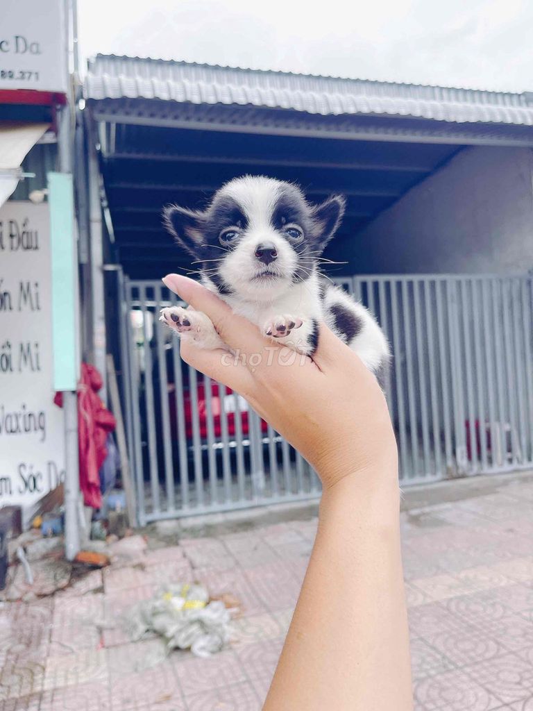 Chó Phốc Nhật Mini. Mua bán Chó tại Thành phố Vĩnh Long Vĩnh Long được đăng bởi Bình hình 1
