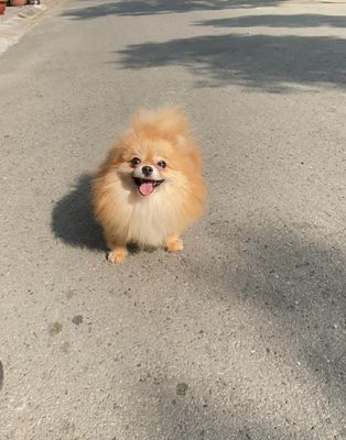 Bé Phốc Sóc cái tơ hơn 1 tuổi