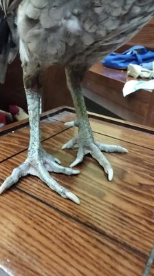 Cần bán xám Messi tiêủ. Mua bán Gà tại Huyện Hòa Vang Đà Nẵng được đăng bởi Nguyễn quyền