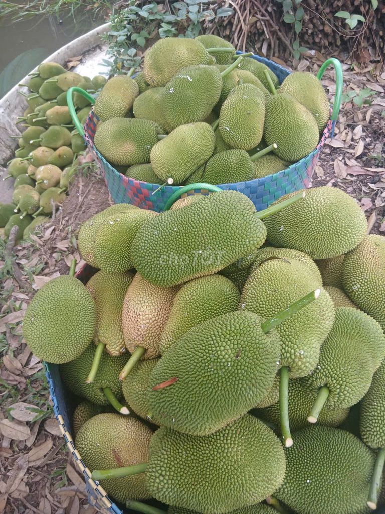 Mít Tú Nữ, Mít Mã Lai. Mua bán Đồ ăn, thực phẩm và các loại khác tại Huyện Phong Điền Cần Thơ được đăng bởi Vy Trieu hình 1