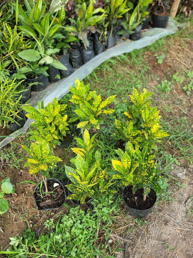 Cây cảnh Cây vàng bạc. Mua bán Cây cảnh, đồ trang trí tại Quận Cái Răng Cần Thơ được đăng bởi gia dụng rẻ  hình 1