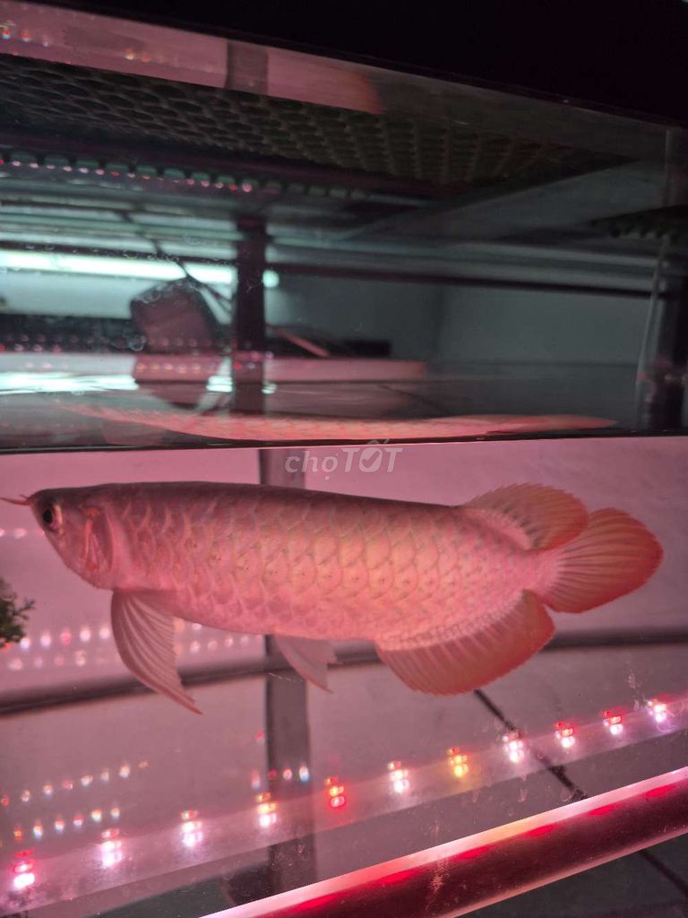 Cá huyết long Indonesia Đỏ. Mua bán Thú cưng khác tại Quận Bình Tân Tp Hồ Chí Minh được đăng bởi Nguyễn Thúy hình 1