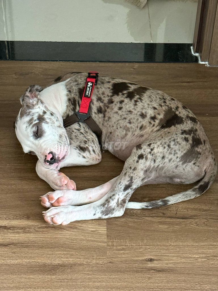 Chó Bandog lai Great Dane. Mua bán Chó tại Quận Bình Thạnh Tp Hồ Chí Minh được đăng bởi Danh Nguyễn hình 4