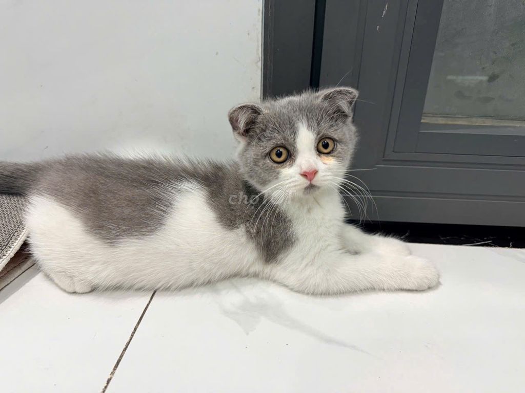 Mèo Anh lông ngắn đực  và cái 3 tháng 2 mũi. Mua bán Mèo tại Huyện Bình Chánh Tp Hồ Chí Minh được đăng bởi Phương Chi hình 1