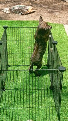 Chó Phú Quốc đốm 2 tháng tuổi