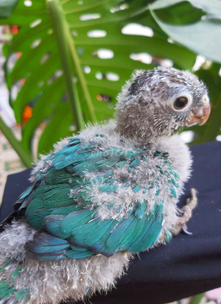 Vẹt non Gcheck. Mua bán Chim tại Quận Gò Vấp Tp Hồ Chí Minh được đăng bởi Bao Bao hình 1