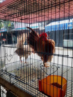 Thanh lý cặp gà serama trống mái, 1 tuổi. Mua bán Gà tại Quận 12 Tp Hồ Chí Minh được đăng bởi thanh
