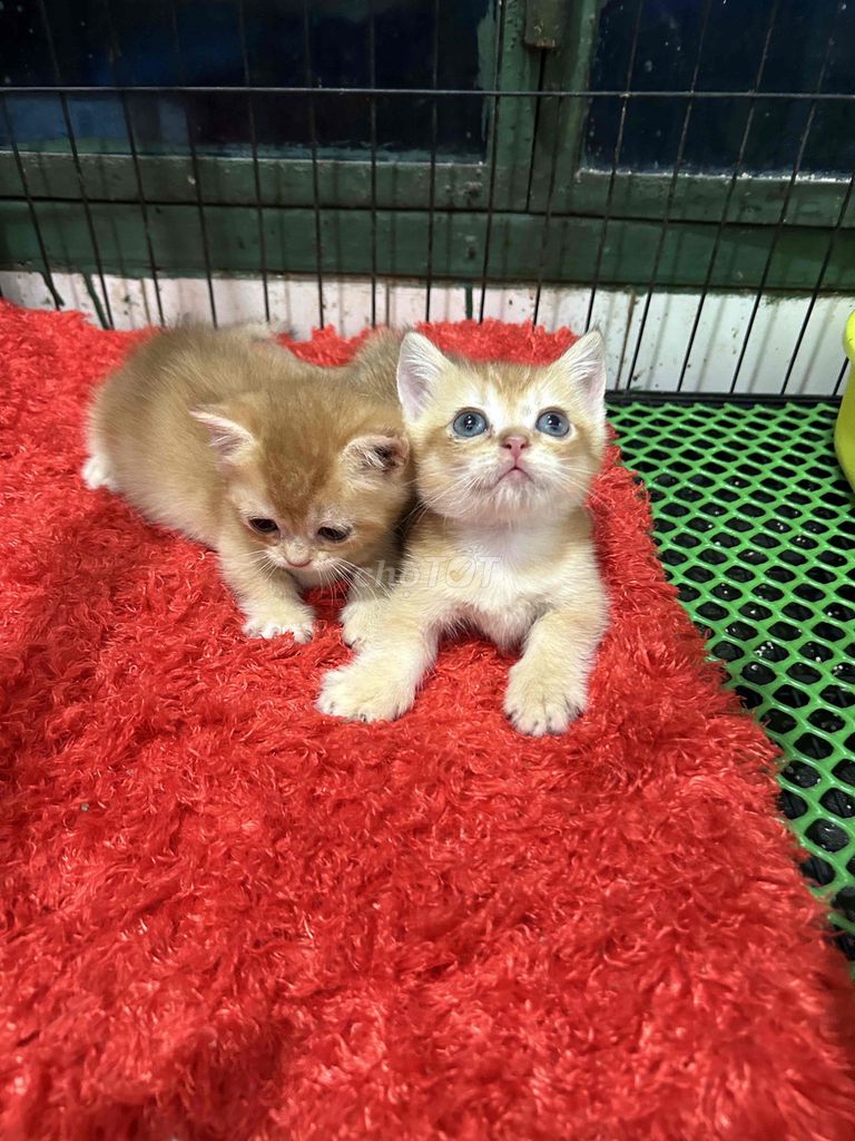 Còn em golden ny12 cái cuối thôi nè. Mua bán Mèo tại Quận 11 Tp Hồ Chí Minh được đăng bởi Ngọc Ngọc Meow hình 5