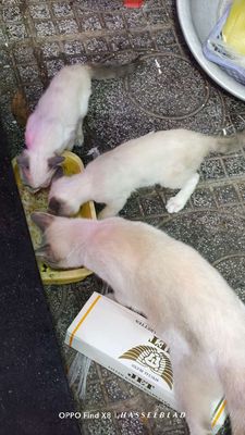 Cần bán hai bé mèo lai ALN trắng xám