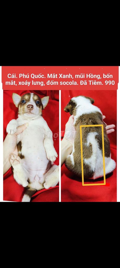 Cún lai Phú Quốc xoáy lưng chihuahua sam mắt xanh