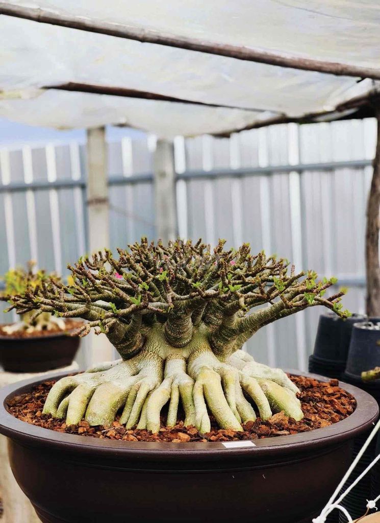 sứ thái lan bonsai