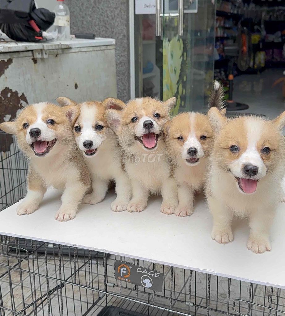 Chó Corgi Vàng trắng đã tiêm phòng. Mua bán Chó tại Quận Liên Chiểu Đà Nẵng được đăng bởi Nhật Minh Pet House 04 Bàu Năng 1 hình 1