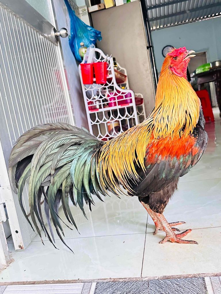 Que nghệ mã kim 2ki750 bo miệng giữ. Mua bán Gà tại Huyện Cai Lậy Tiền Giang được đăng bởi gà đá Tiền Giang hình 1