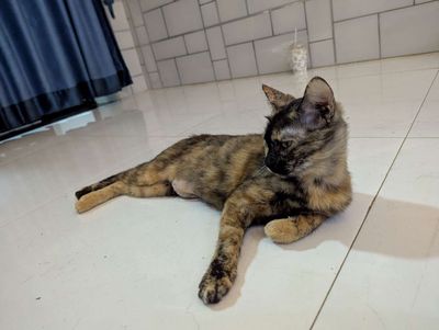 Mèo anh lông ngắn. Mua bán Mèo tại Quận 8 Tp Hồ Chí Minh được đăng bởi Phạm Huy trung