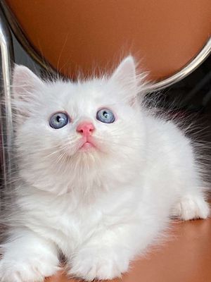 Mèo ALN 3 bé đực full trắng gần 2th