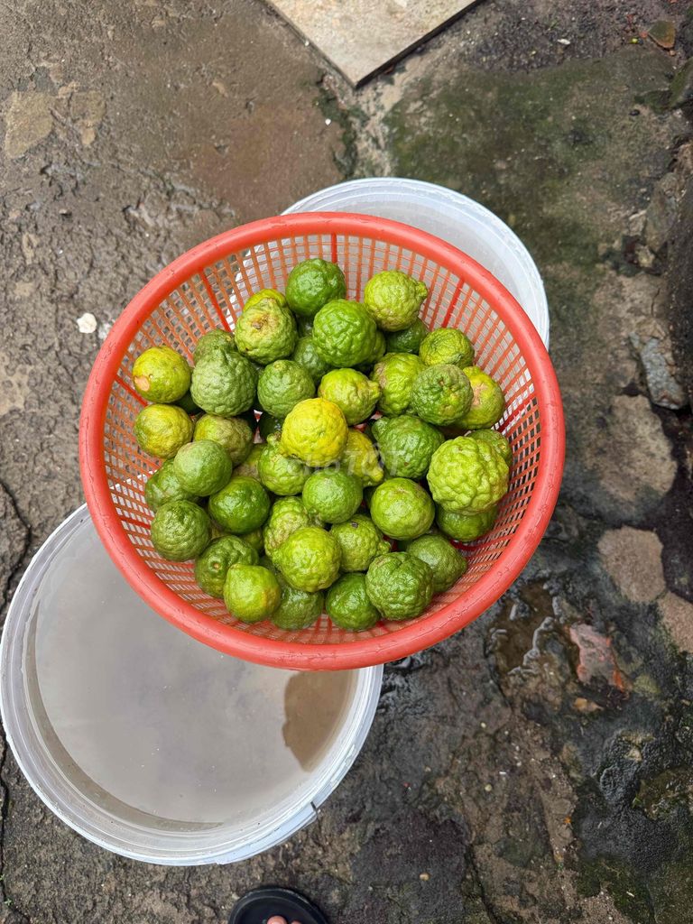 Trái Chúc Tịnh Biên. Mua bán Đồ ăn, thực phẩm và các loại khác tại Thành phố Thủ Dầu Một Bình Dương được đăng bởi Khanh Vuong hình 1