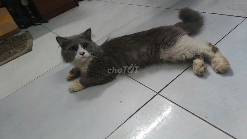 Mèo Anh lông dài đực xám trắng gần 1 tuổi. Mua bán Mèo tại Huyện Bình Chánh Tp Hồ Chí Minh được đăng bởi Trần Dương Nghị hình 1