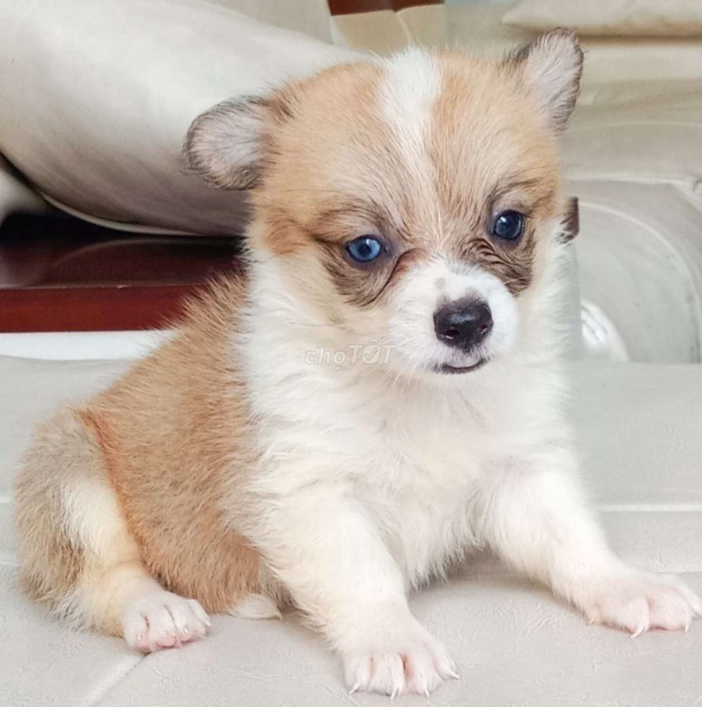 Trại Chó Hoàng Dũng: Corgi Baby