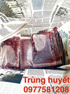 Trùng huyết và tôm trộn. Mua bán Phụ kiện, Thức ăn, Dịch vụ tại Huyện Hóc Môn Tp Hồ Chí Minh được đăng bởi Thành