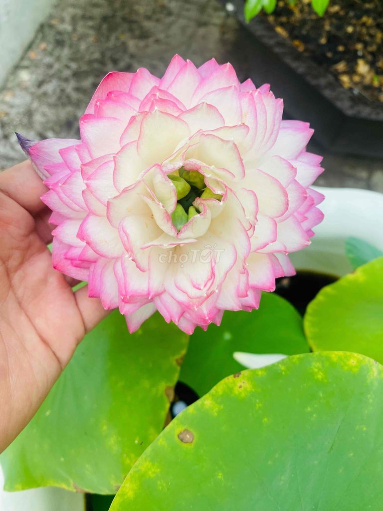 Cần tìm giúp việc nhà. Việc làm Giúp việc tại Thành phố Sóc Trăng Sóc Trăng được đăng bởi trinh hình 1