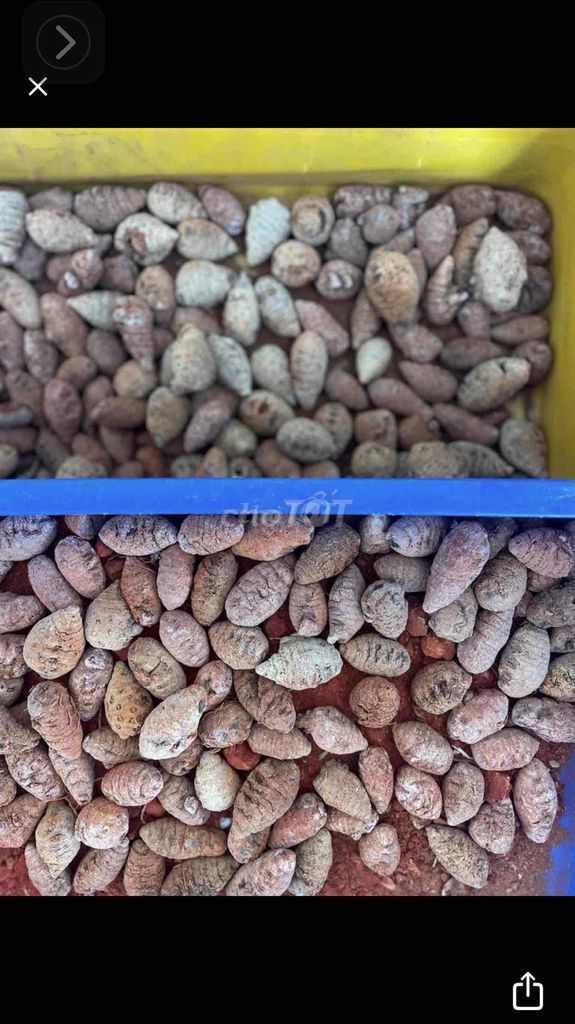 Nghệ gà nguyên chất 100%. Mua bán Phụ kiện, Thức ăn, Dịch vụ tại Quận Bình Thuỷ Cần Thơ được đăng bởi Đạt Nguyễn hình 1