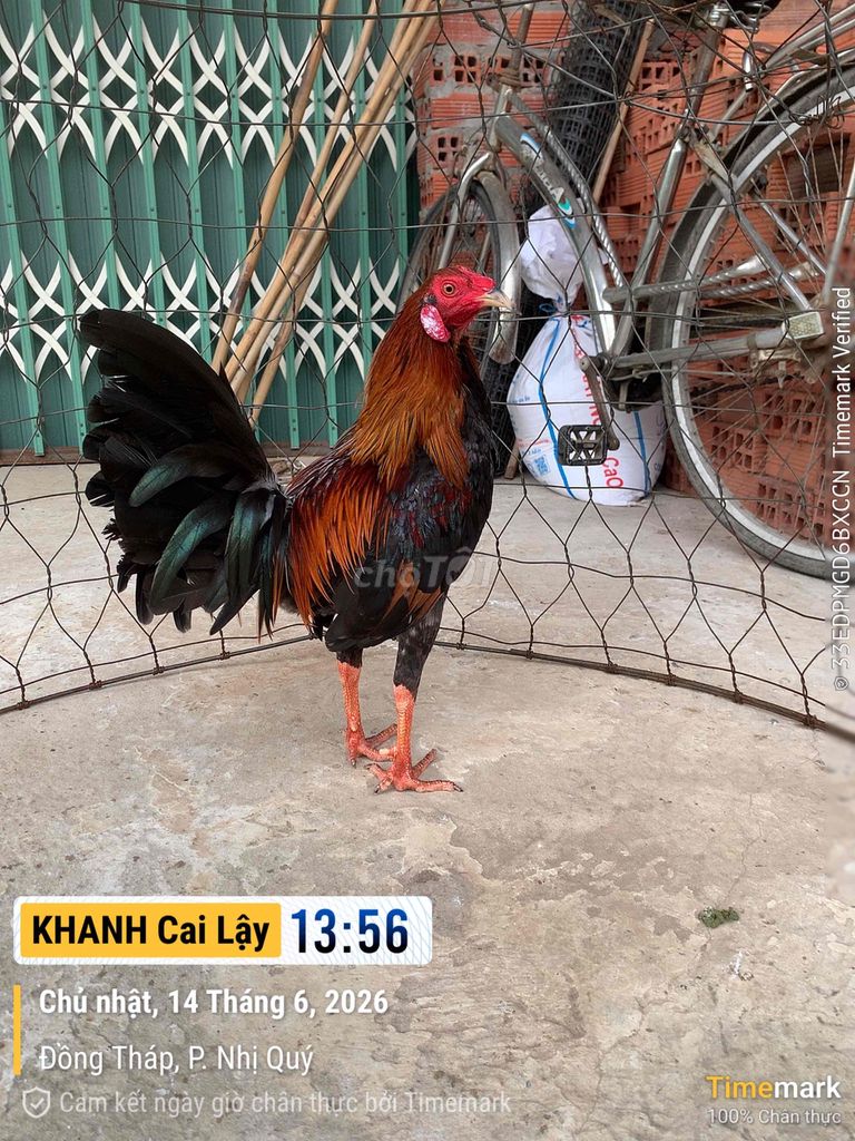 Gà chọi trống gà tơ 1.4kg. Mua bán Gà tại Thị xã Cai Lậy Tiền Giang được đăng bởi Nguyen Cong Khanh hình 1