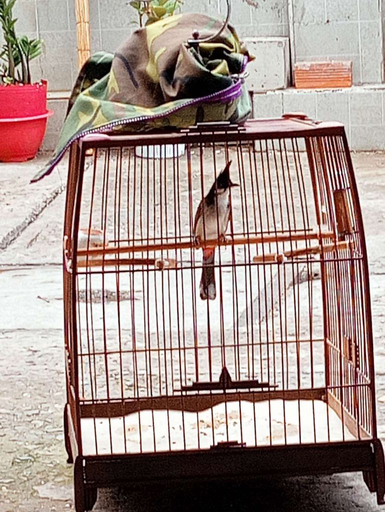Chim chào mào đực khỏe mạnh. Mua bán Chim tại Quận Bình Tân Tp Hồ Chí Minh được đăng bởi Sang Nguyễn hình 1