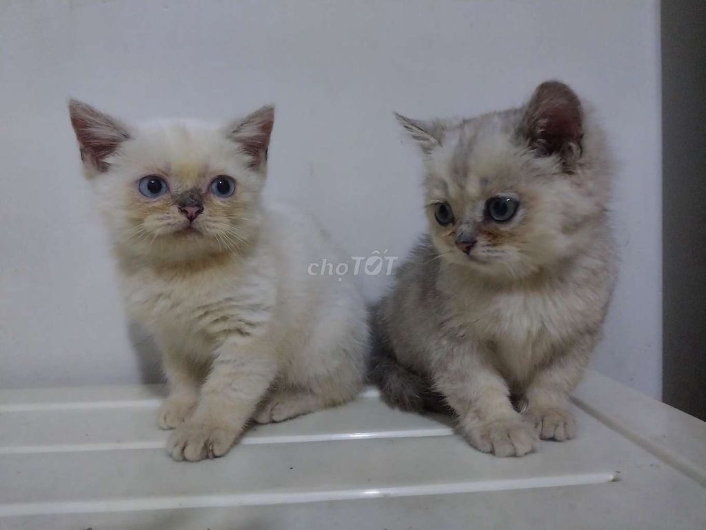 cần gả 2 bé mèo ALN Silver, đực, 4th. Mua bán Mèo tại Quận 12 Tp Hồ Chí Minh được đăng bởi Lâm Phong hình 1