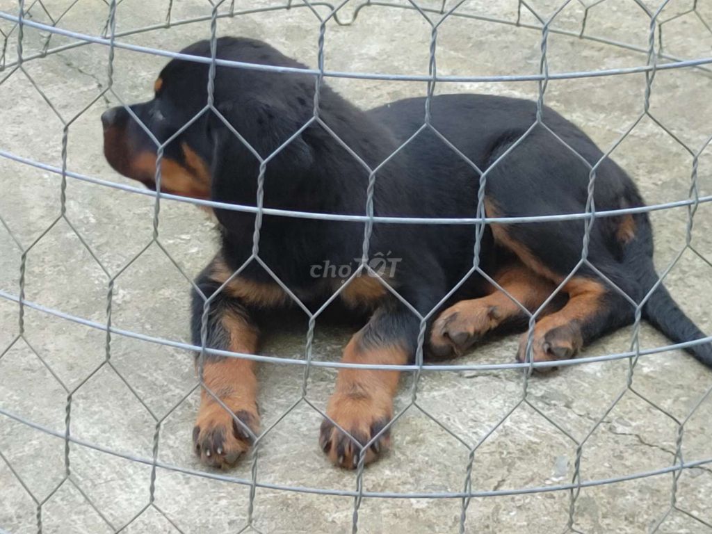 BD. .Rottweiler Thuần. Mua bán Chó tại Thành phố Thủ Dầu Một Bình Dương được đăng bởi Nhân Rottweiler  hình 3