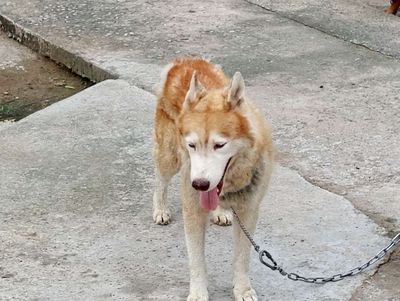 Chó Husky Đực Nâu.VT