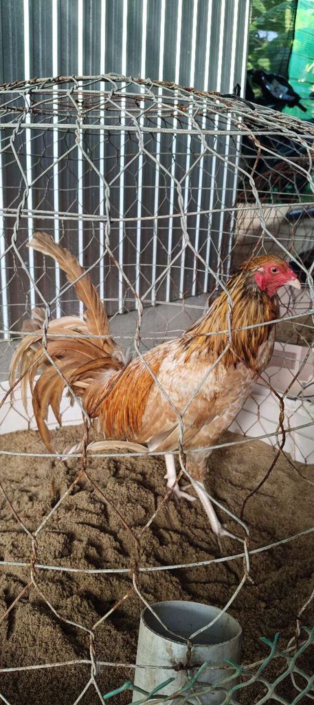 Gà trống Khét cà phê sữa đá 6 tháng đực. Mua bán Gà tại Huyện Cầu Kè Trà Vinh được đăng bởi TRUNG KIÊN hình 1