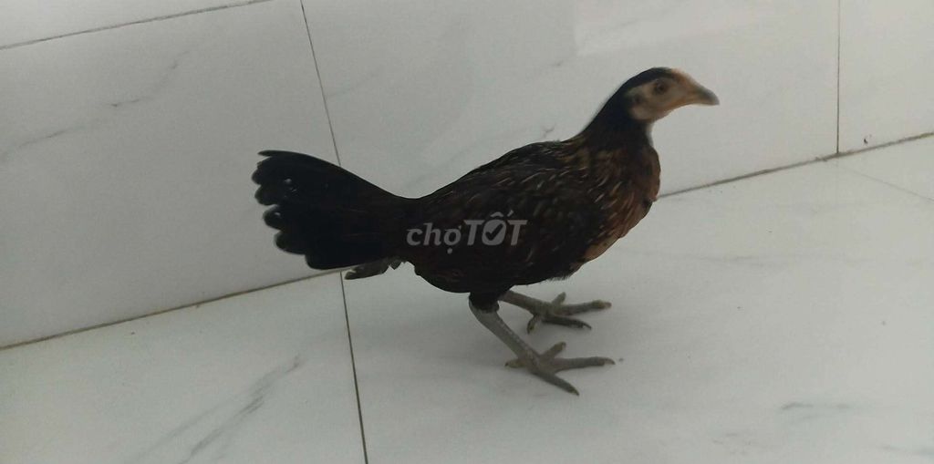 Gà mái Nâu đen Hack tơ. Mua bán Gà tại Huyện Bình Chánh Tp Hồ Chí Minh được đăng bởi Tên chưa cung cấp hình 1