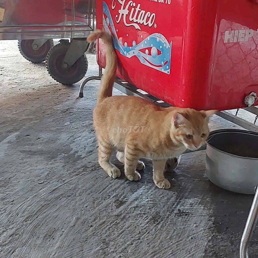 Tìm nhà cho bé mèo anh lông ngắn (đực  ). Mua bán Mèo tại Quận 12 Tp Hồ Chí Minh được đăng bởi Nguyễn Thị mai phương hình 1