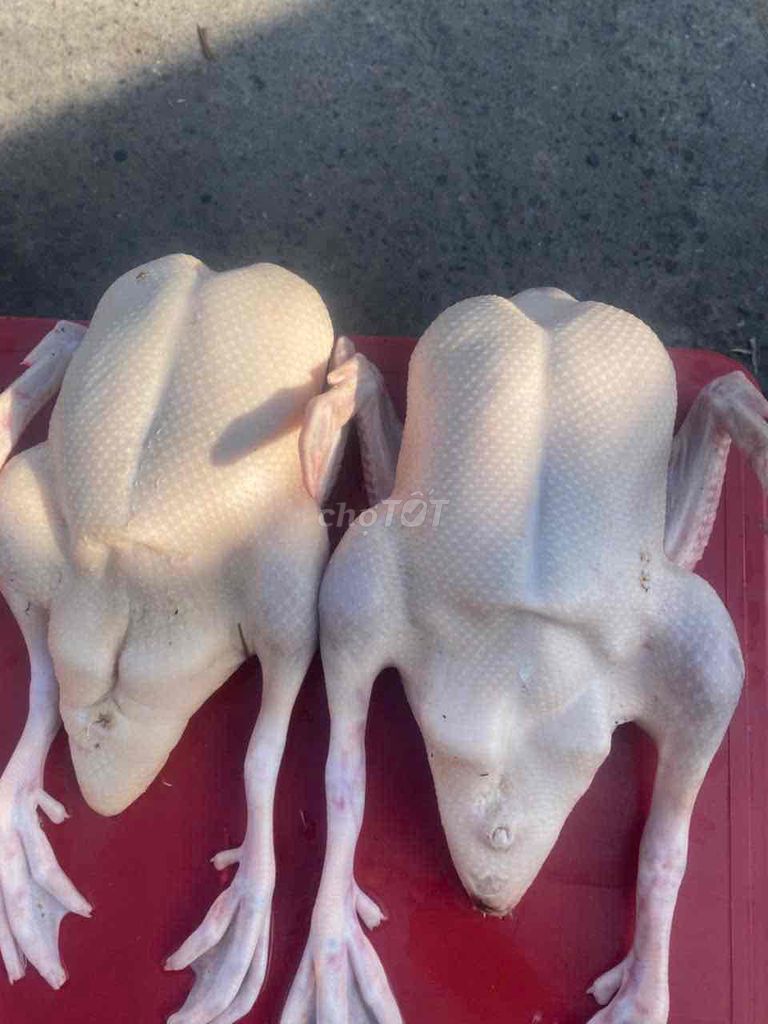 Thịt vịt 2.3kg/con tươi sống. Mua bán Đồ ăn, thực phẩm và các loại khác tại Thành phố Dĩ An Bình Dương được đăng bởi Lâm Tuấn Vủ hình 1