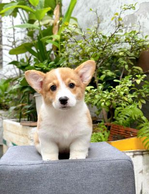 cogri nhà đẻ cần bán