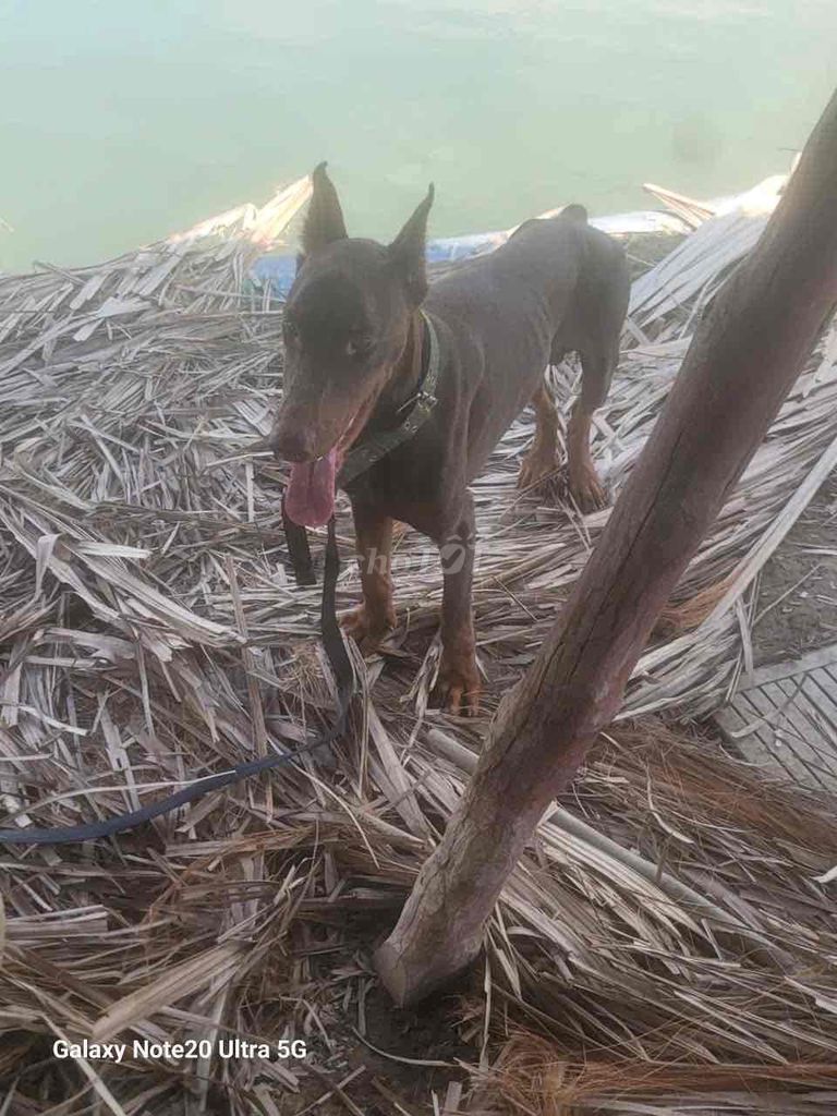 Cần bán 3 con Doberman 1 Đực 2 Cái. Mua bán Chó tại Huyện Bình Chánh Tp Hồ Chí Minh được đăng bởi Phạm Thanh Phong hình 3