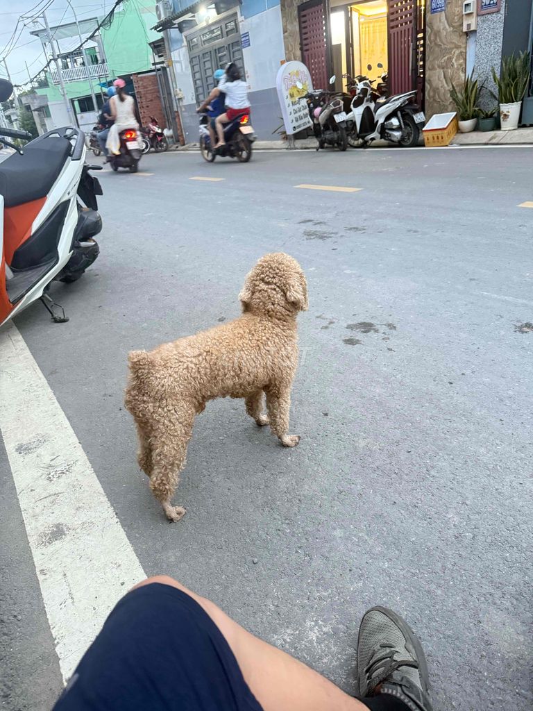 đưc tơ. 3 kg. 7 thang. Mua bán Chó tại Huyện Hóc Môn Tp Hồ Chí Minh được đăng bởi Trang hình 6