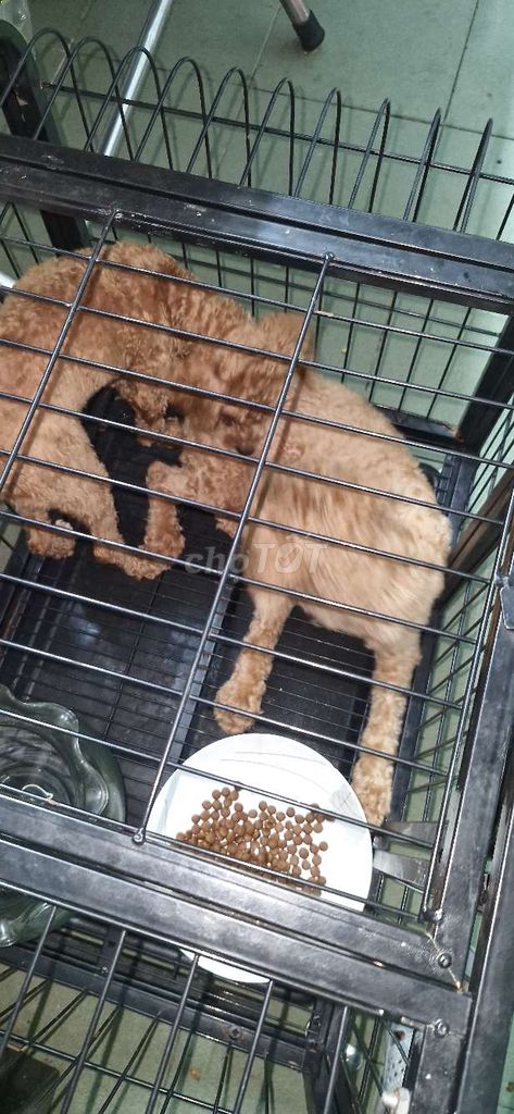 Mua 2 bé tặng lồng như hình. Mua bán Chó tại Huyện Long Thành Đồng Nai được đăng bởi Rio huỳnh nhân hình 3