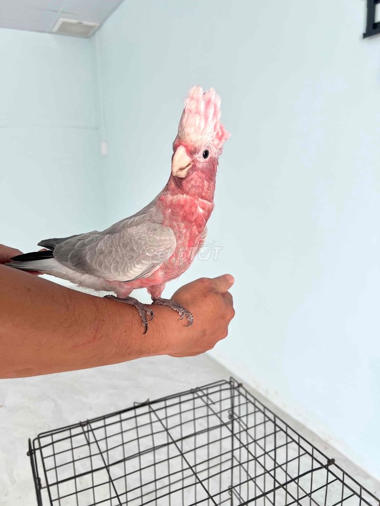 galah